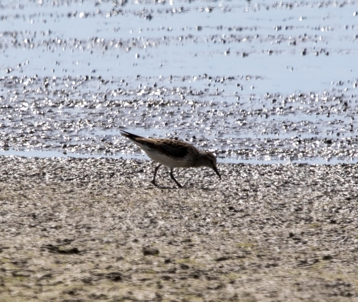 White-rumped Sandpiper - ML584115071