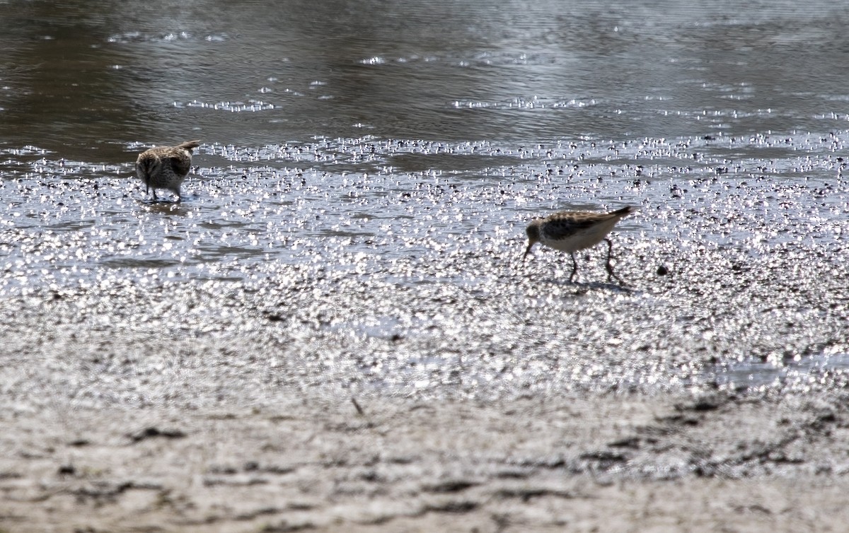 White-rumped Sandpiper - ML584115091