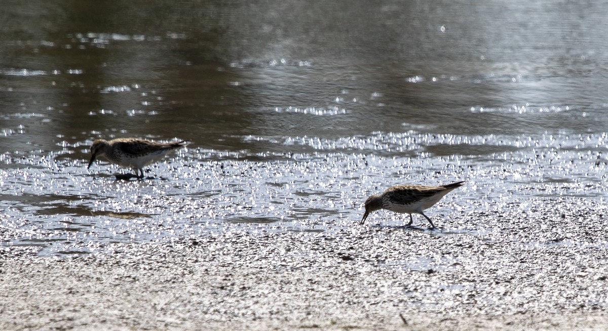 White-rumped Sandpiper - ML584115101