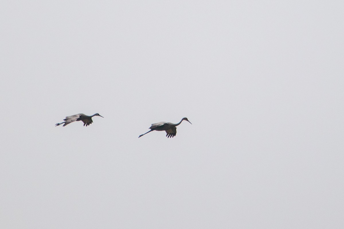 Sandhill Crane - ML584115261