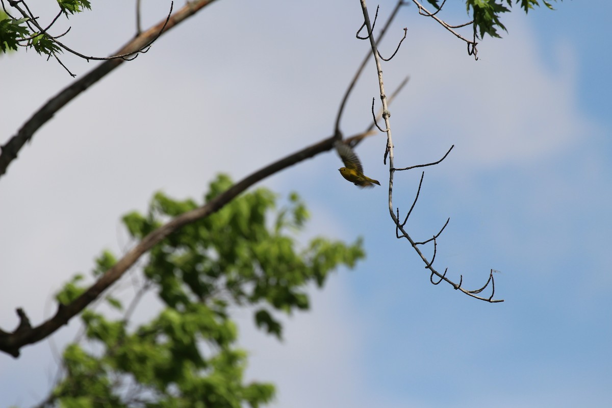 Paruline jaune - ML58411551