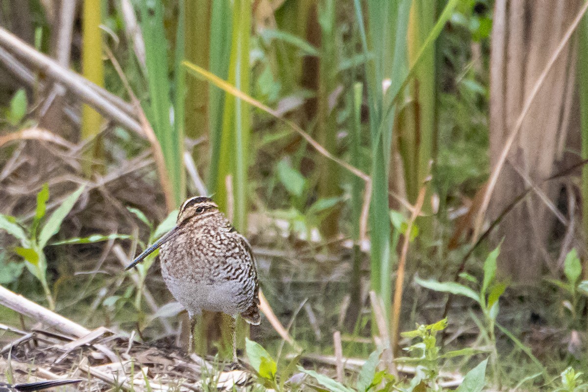 Wilson's Snipe - ML584115581