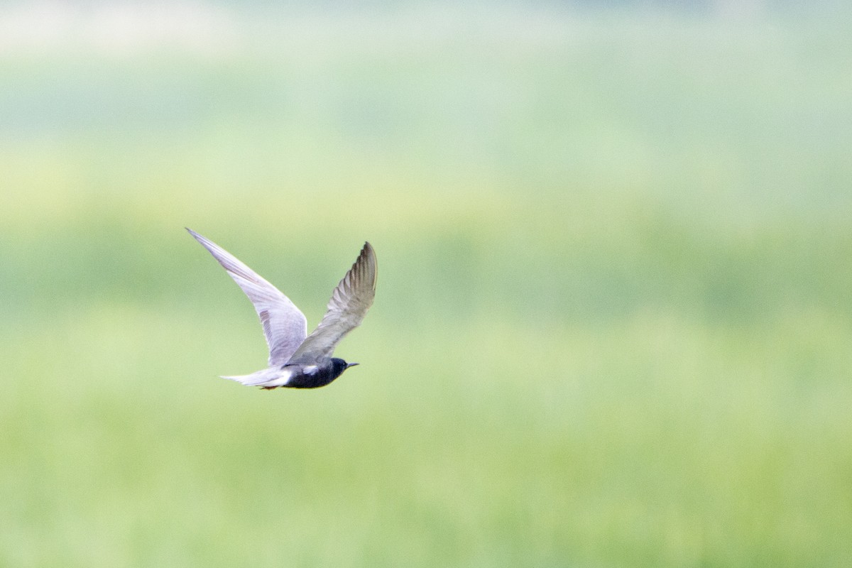 Black Tern - ML584115711