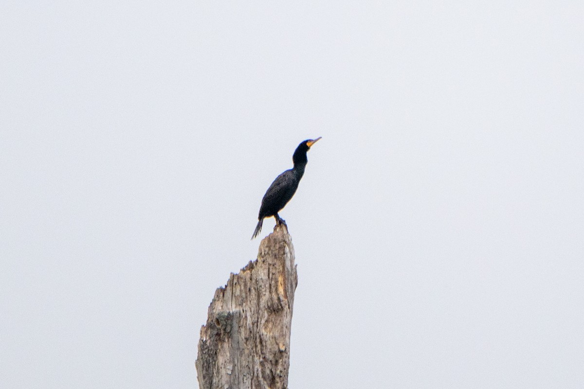 Double-crested Cormorant - ML584115841
