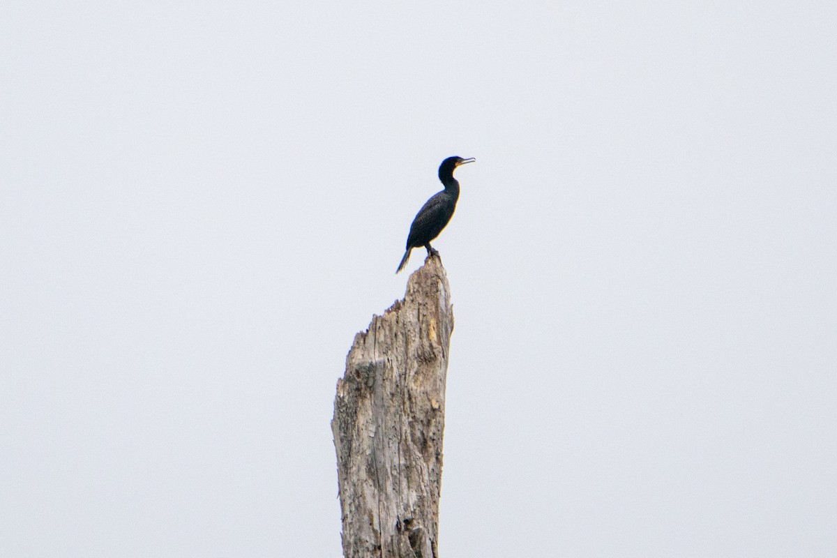 Double-crested Cormorant - ML584115851