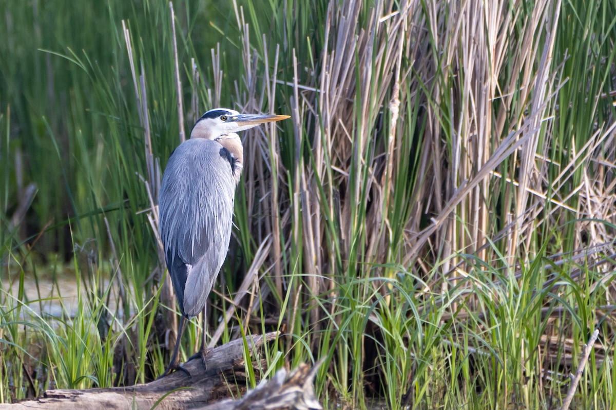 Great Blue Heron - ML584115931