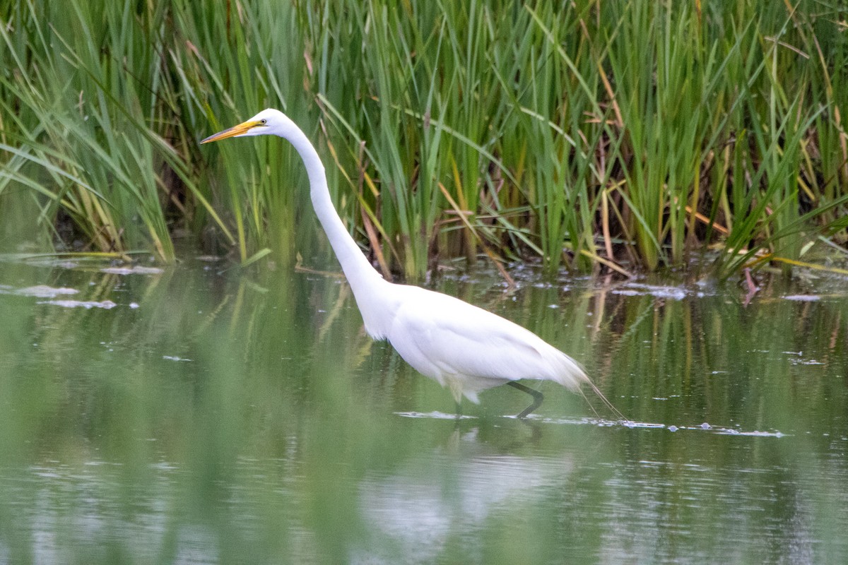 Great Egret - ML584115991