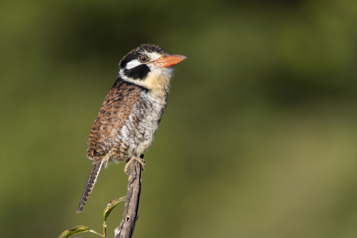 White-eared Puffbird - ML584116041