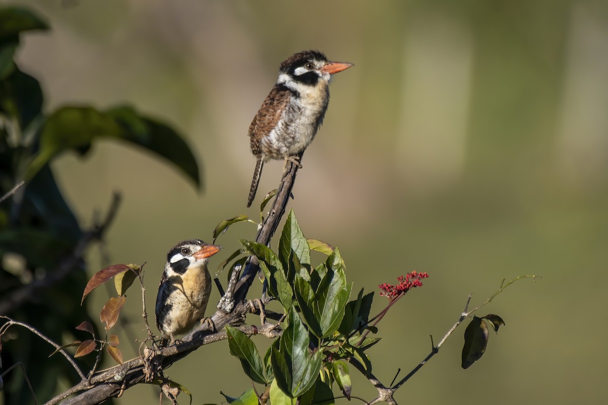 White-eared Puffbird - ML584116061