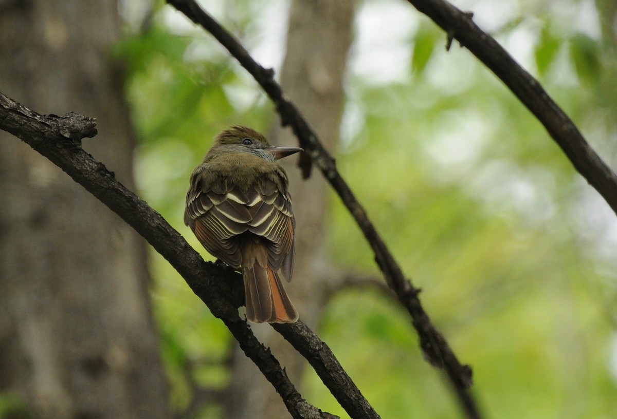 Great Crested Flycatcher - PC Smith