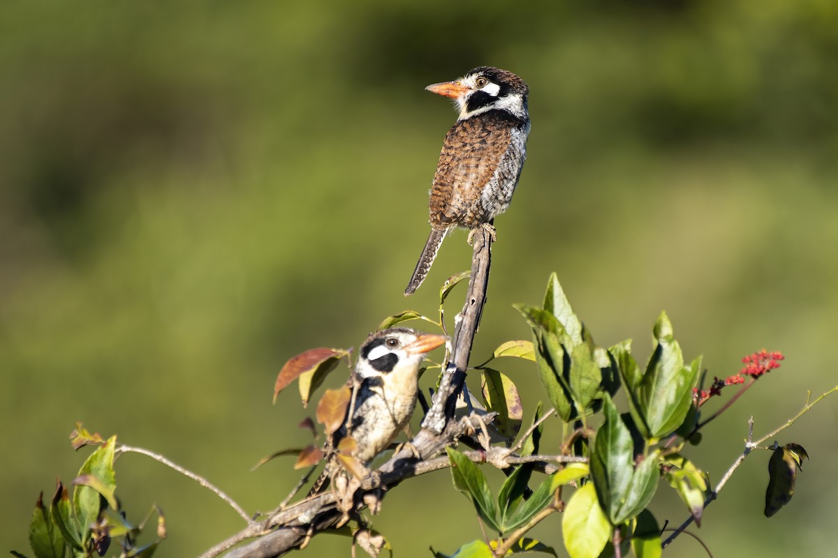 White-eared Puffbird - ML584116111