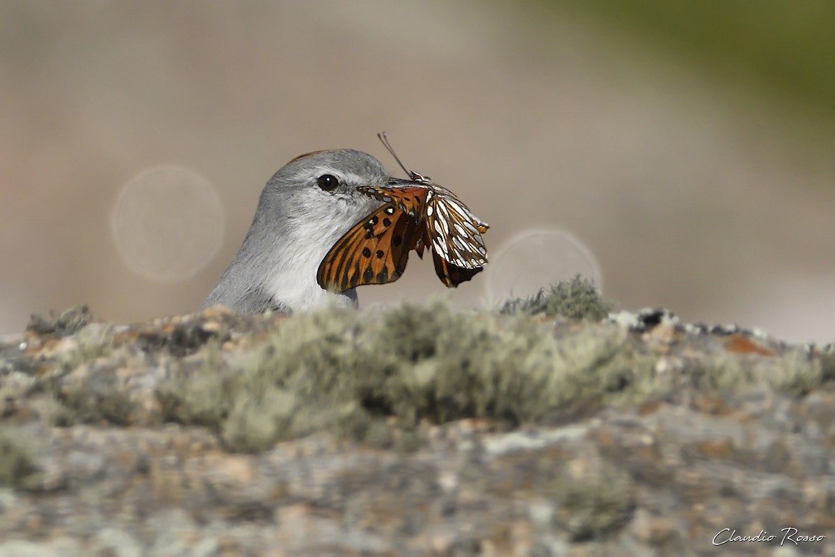 Rufous-naped Ground-Tyrant - Claudio Rosso