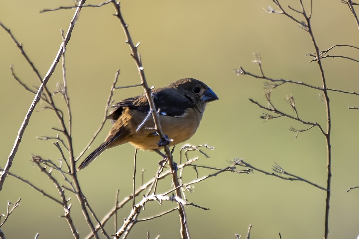 Chestnut-bellied Seed-Finch - ML584116491