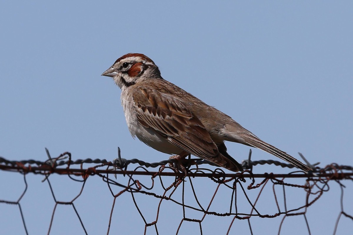 Lark Sparrow - Keith Leland