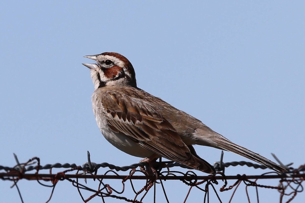 Lark Sparrow - ML584116821