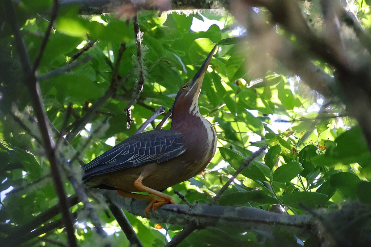 Green Heron - ML584117361