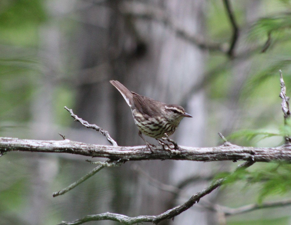 Northern Waterthrush - ML584117621