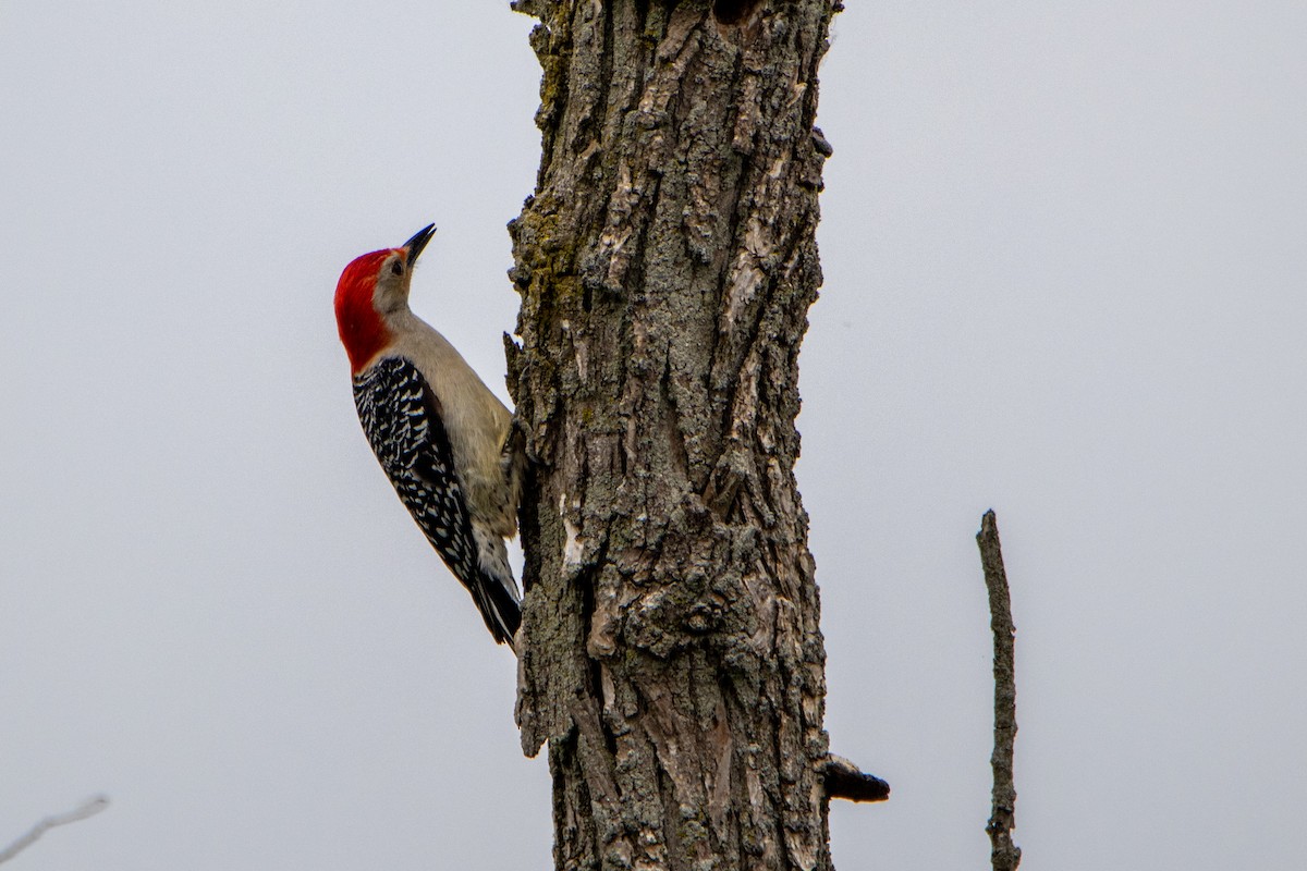 Red-bellied Woodpecker - ML584117911