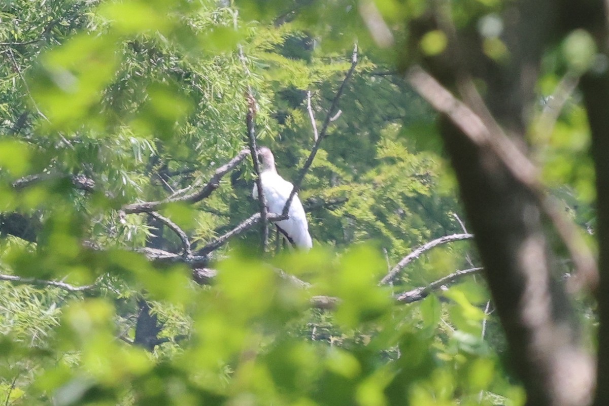 アメリカトキコウ - ML584118101