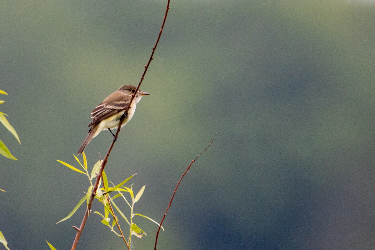 Willow Flycatcher - ML584118201