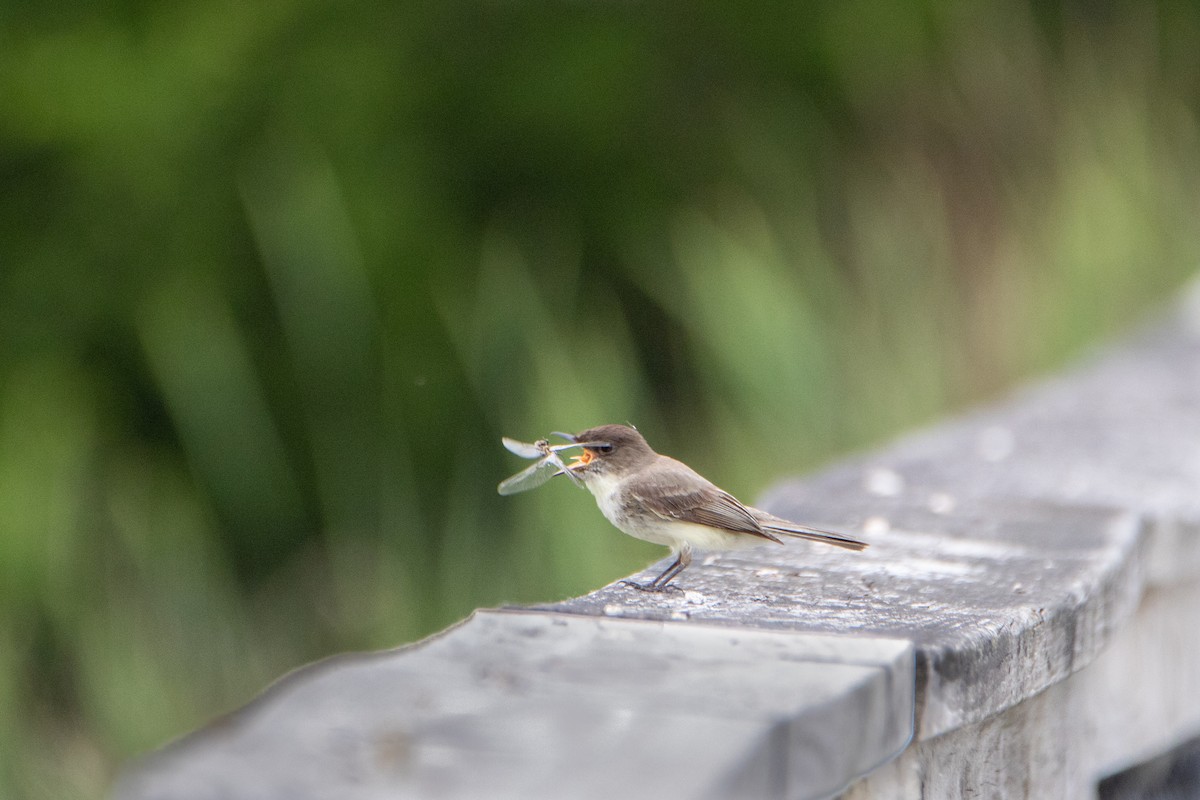 Eastern Phoebe - ML584118391
