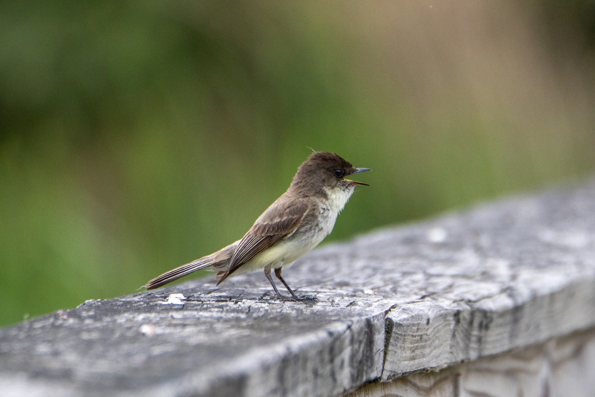 Eastern Phoebe - ML584118401