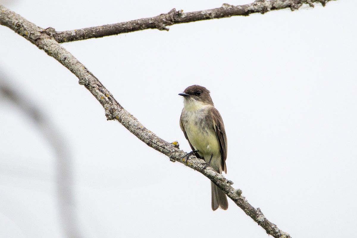 Eastern Phoebe - ML584118411