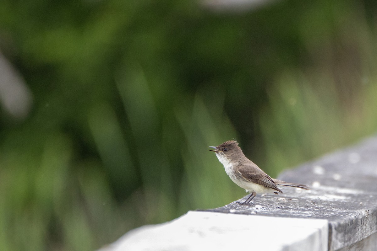 Eastern Phoebe - ML584118421