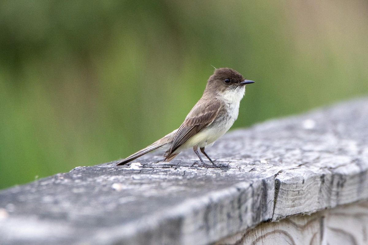 Eastern Phoebe - ML584118431