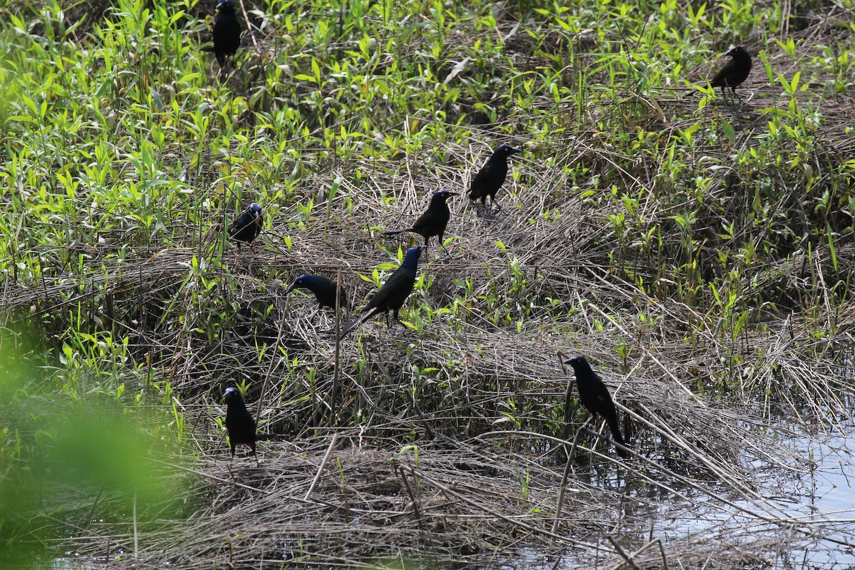 Common Grackle - ML58411851