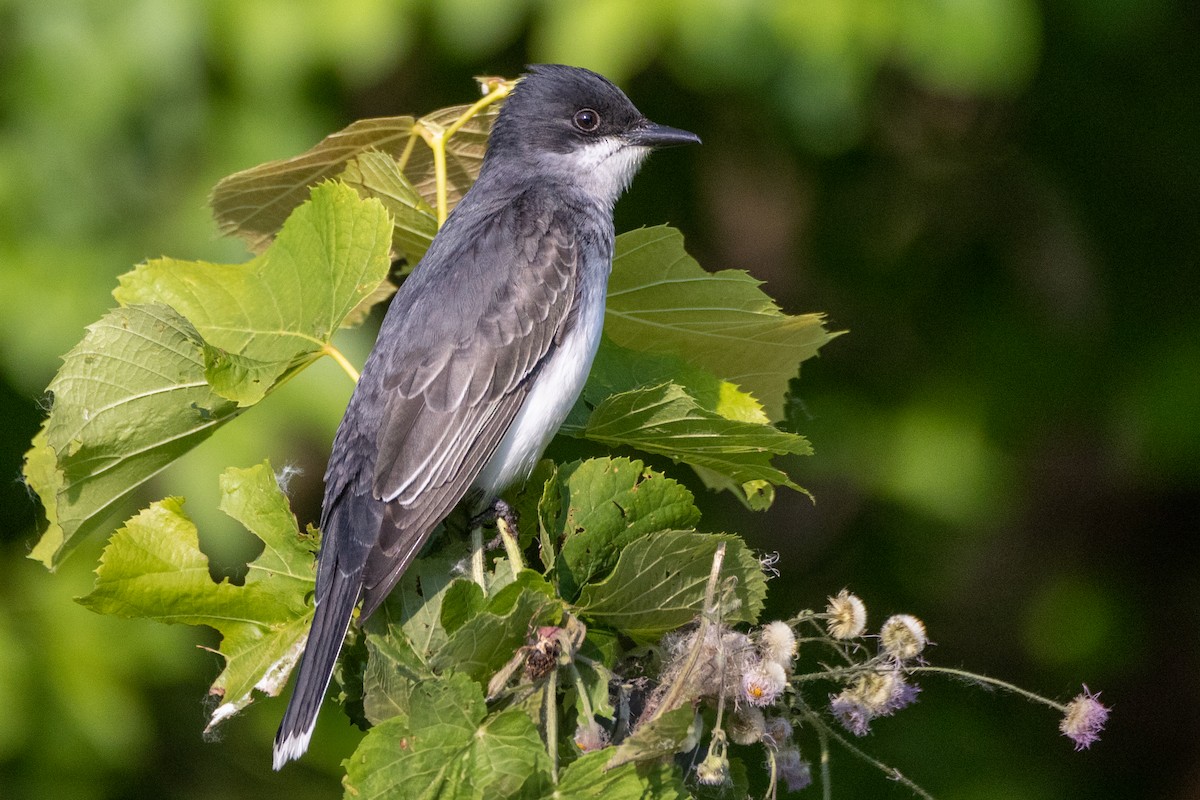 Eastern Kingbird - ML584118521