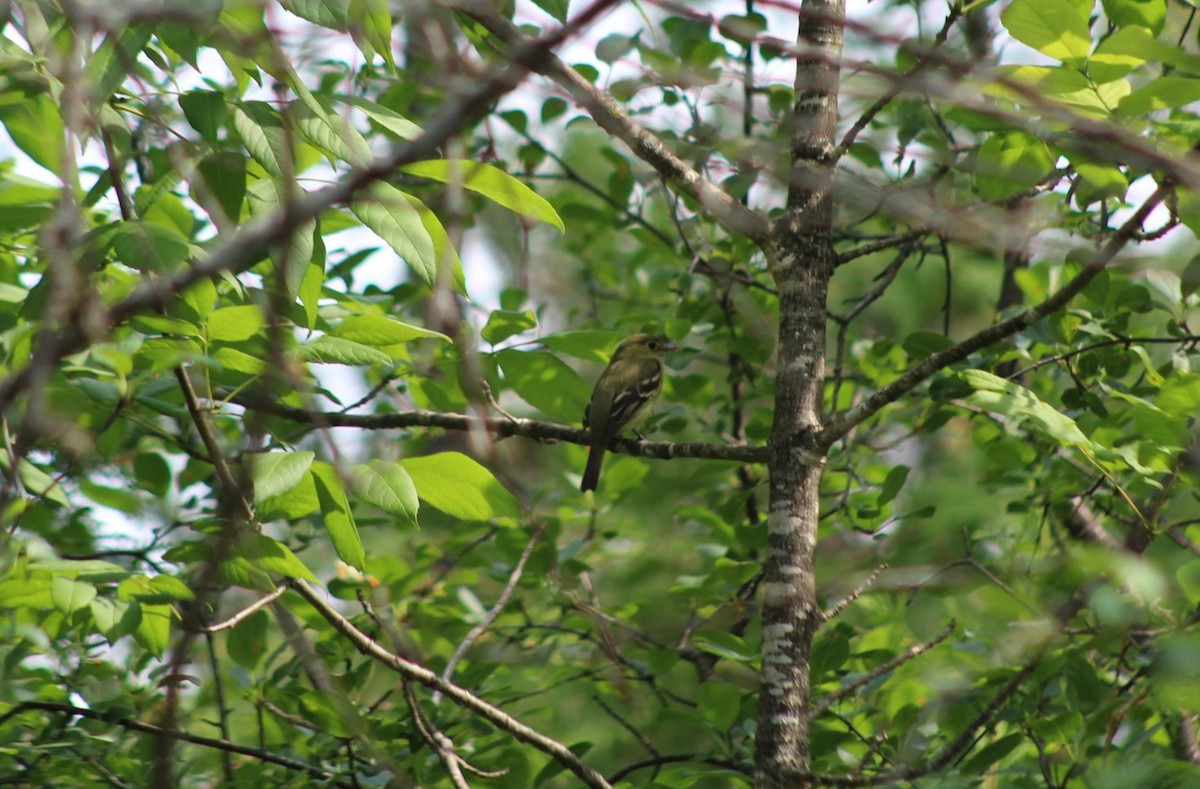 Yellow-bellied Flycatcher - ML584118721