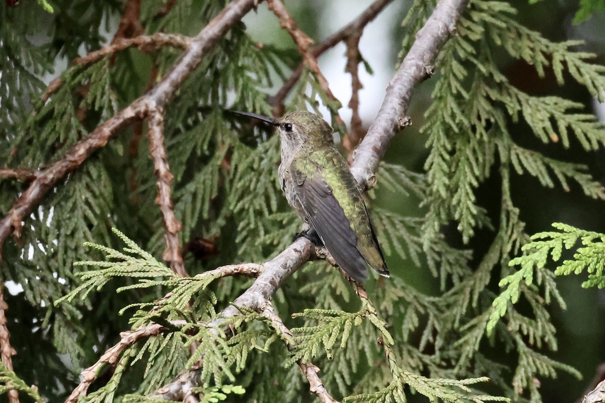 Anna's Hummingbird - ML584118741