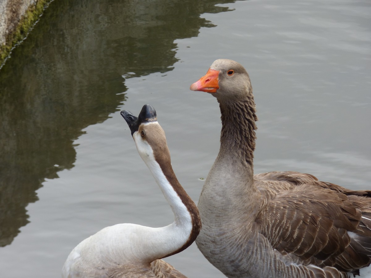 Graylag Goose (Domestic type) - ML58411891