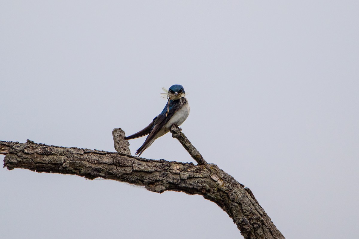 Tree Swallow - ML584118911