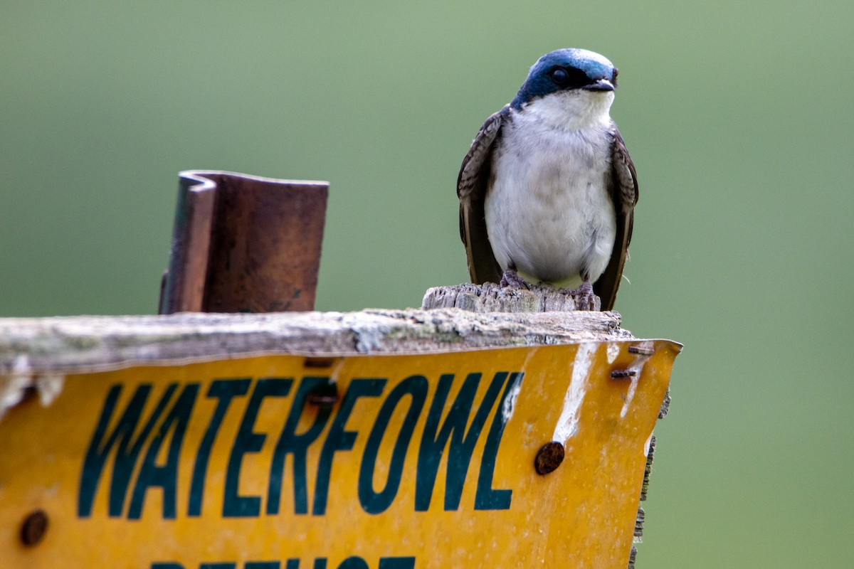 Tree Swallow - ML584118921