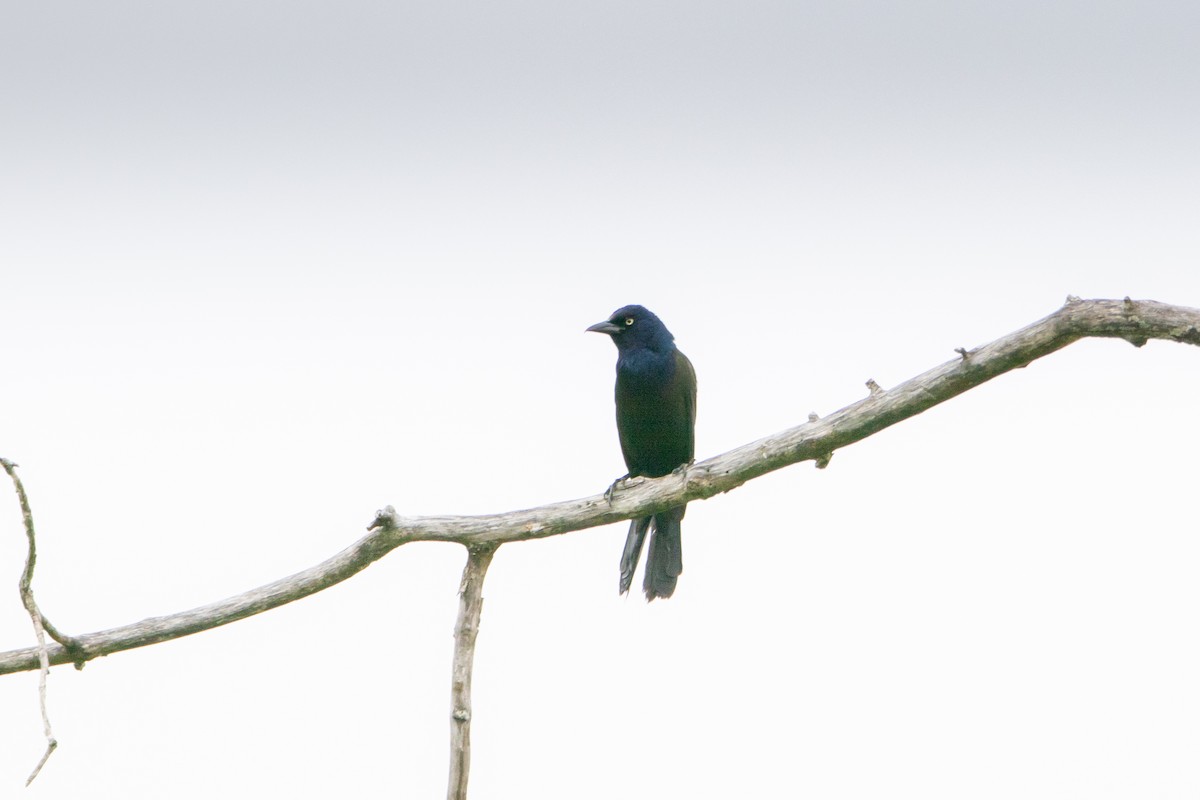 Common Grackle - ML584119071