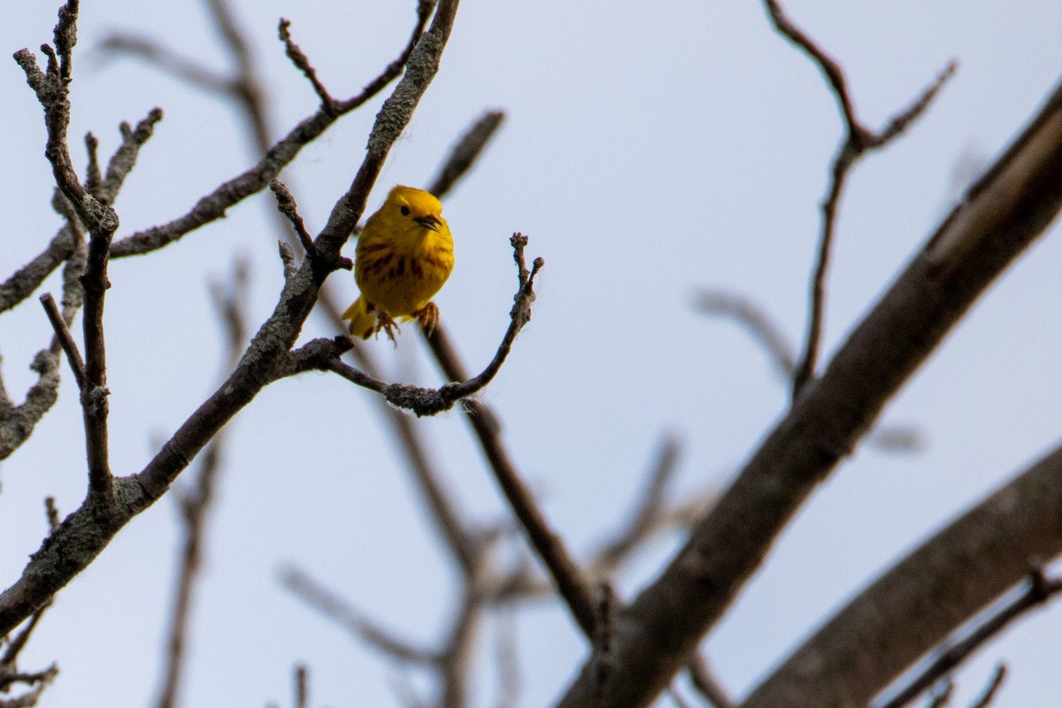 Northern Yellow Warbler - ML584119121