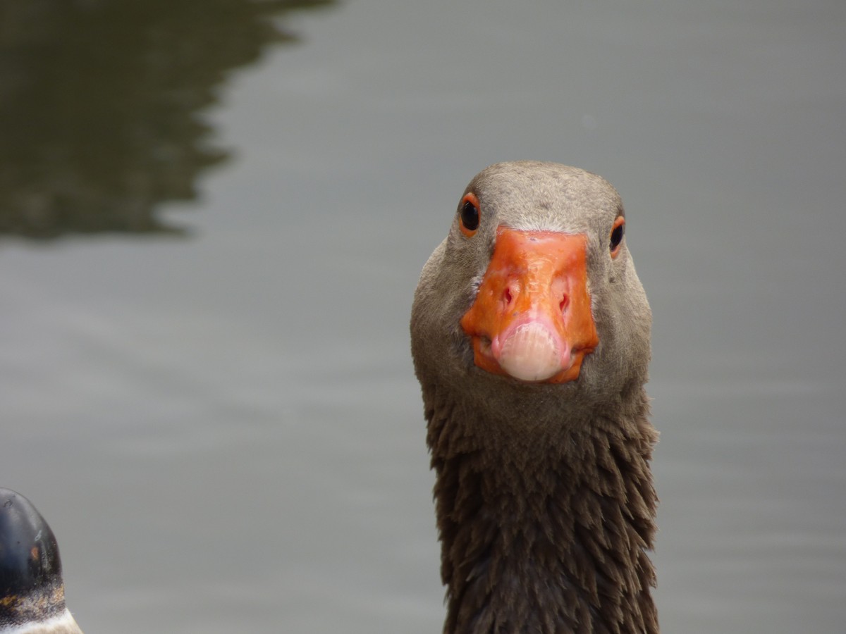 Graylag Goose (Domestic type) - ML58411921