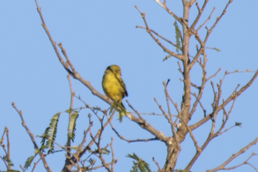 Stripe-tailed Yellow-Finch - ML584119261