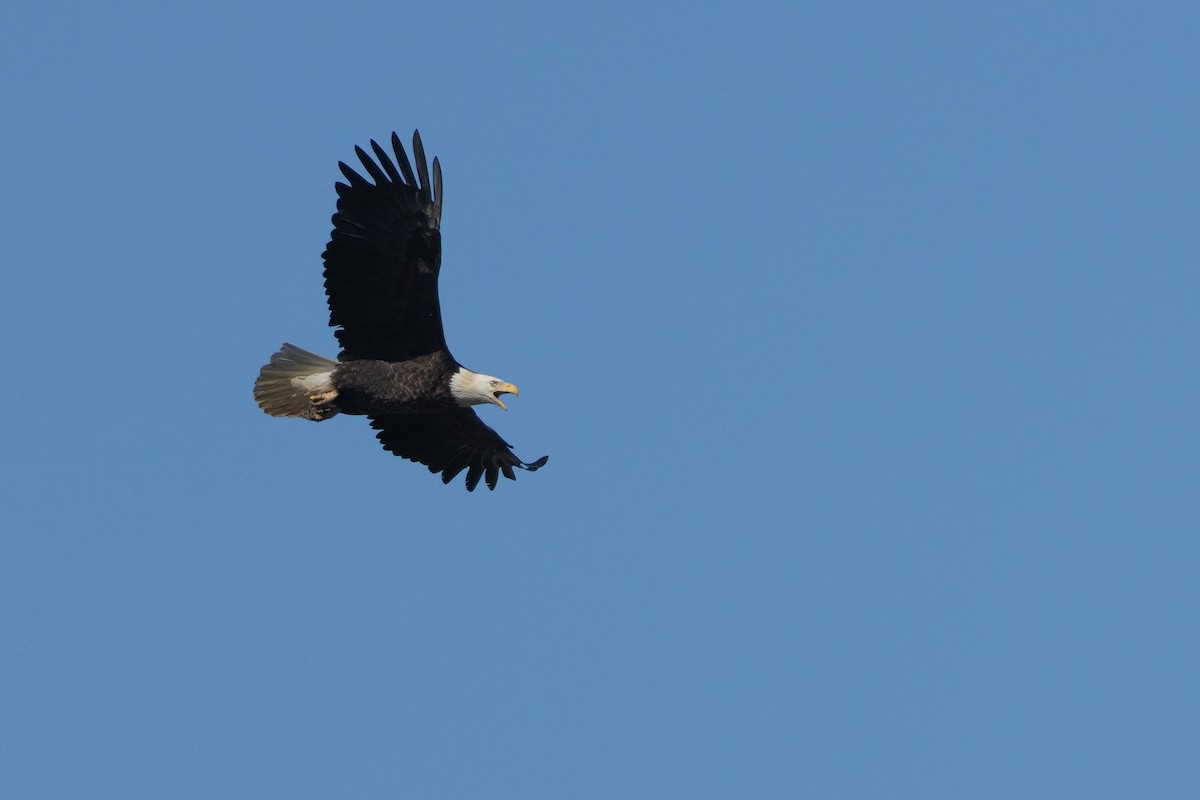 Bald Eagle - ML584119311