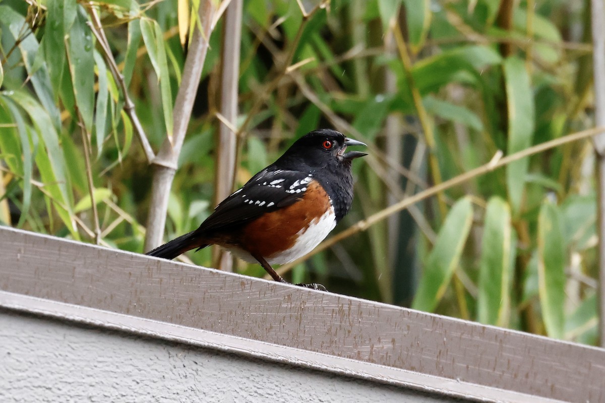 Spotted Towhee - ML584119351