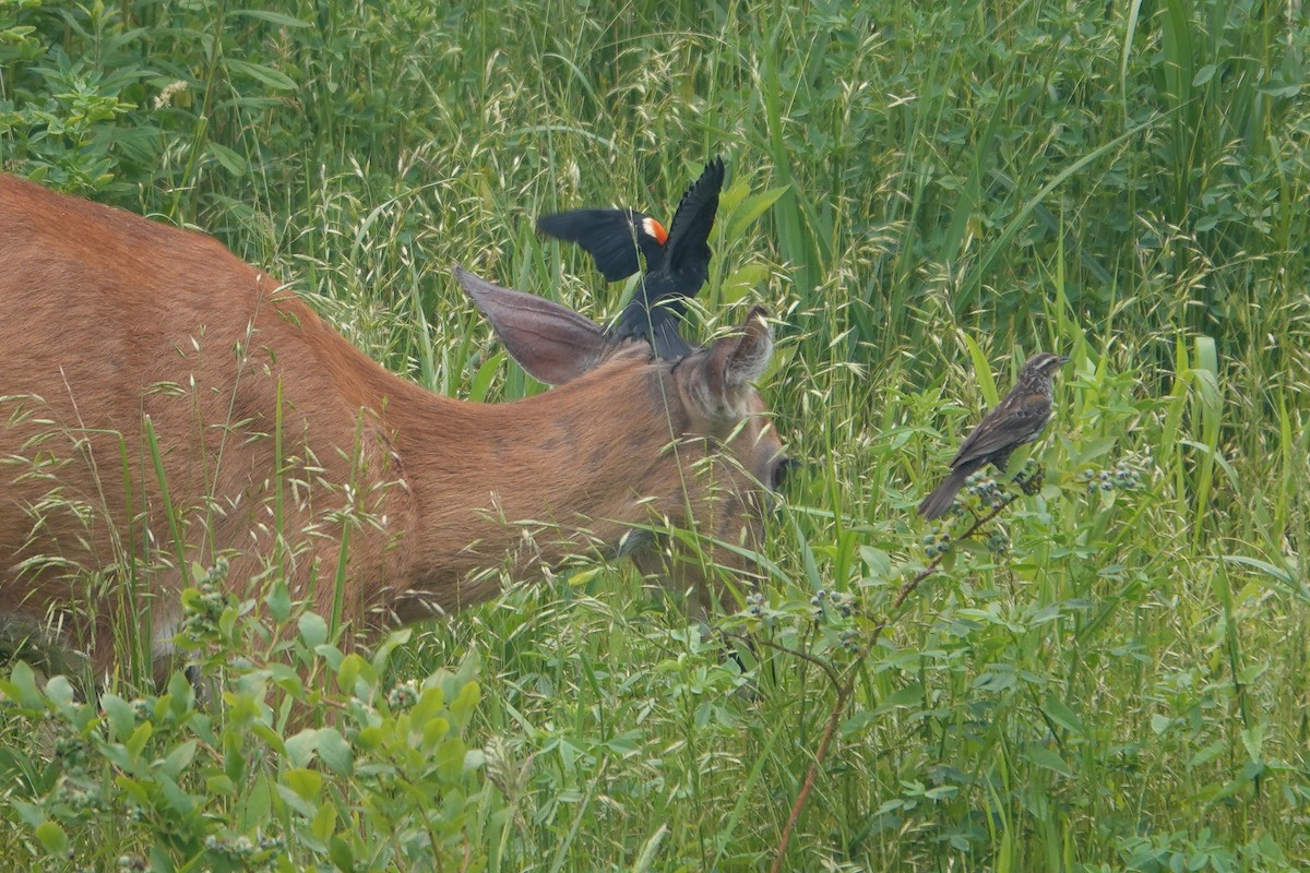 Red-winged Blackbird - ML584119451