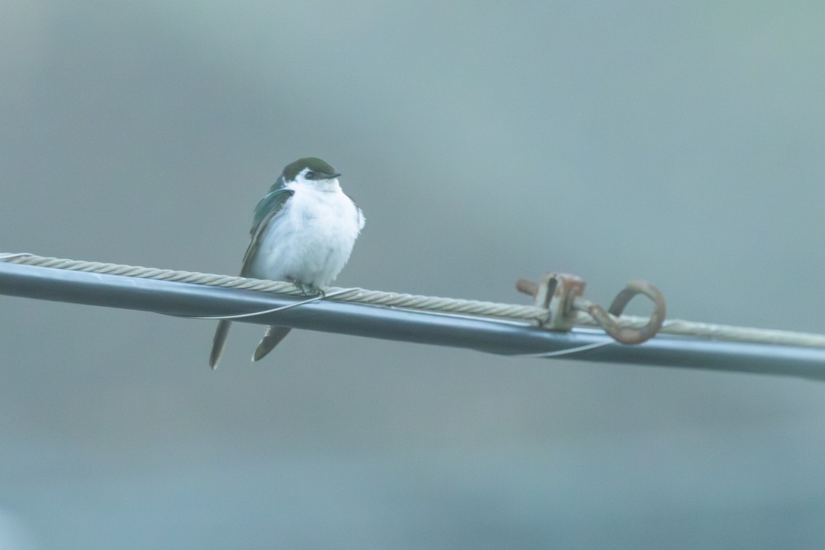 Violet-green Swallow - ML584119581