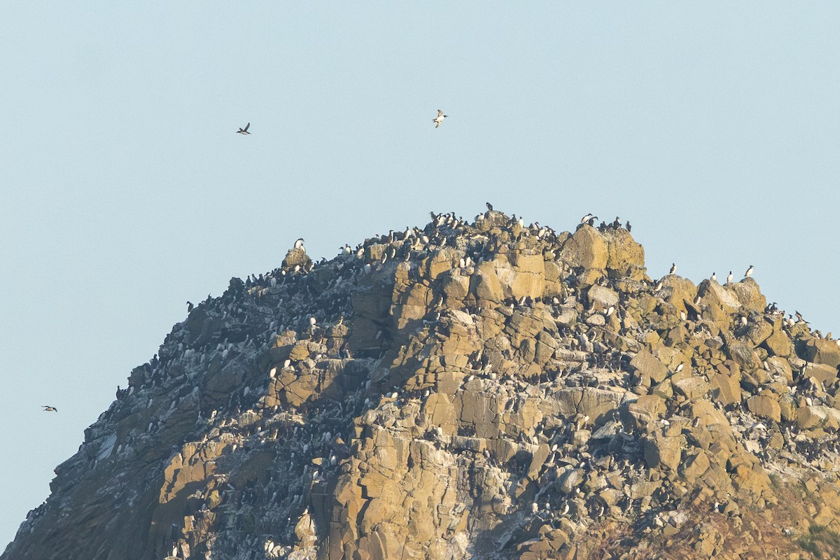 Common Murre - ML584119671