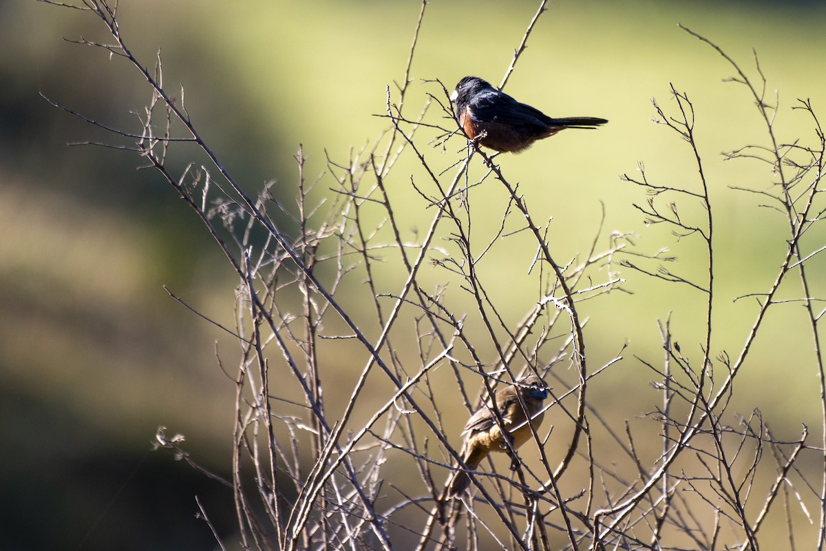 Chestnut-bellied Seed-Finch - ML584119831