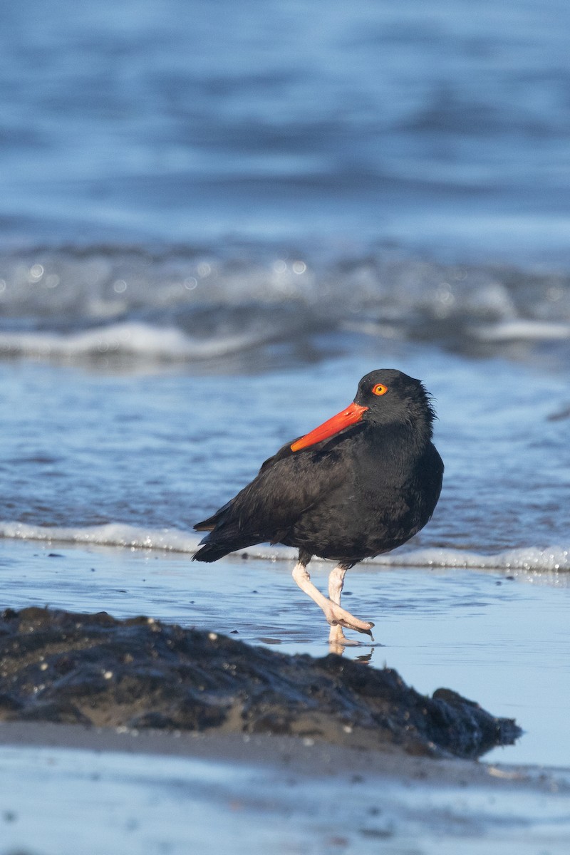 Black Oystercatcher - ML584120051