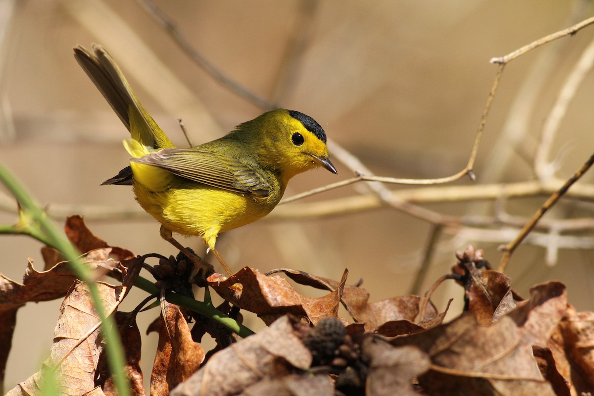 Wilson's Warbler - ML58412031