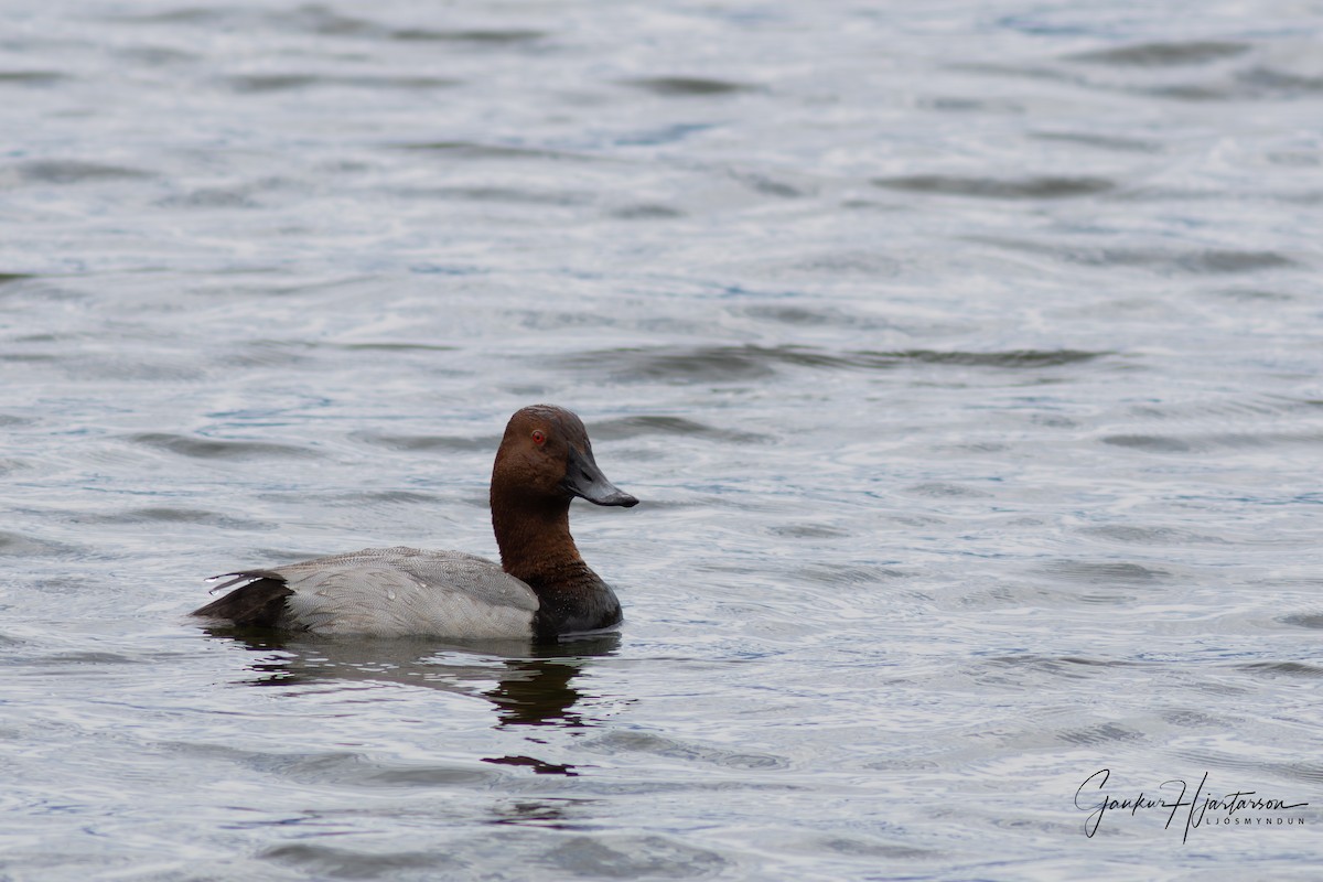 Common Pochard - ML584120311