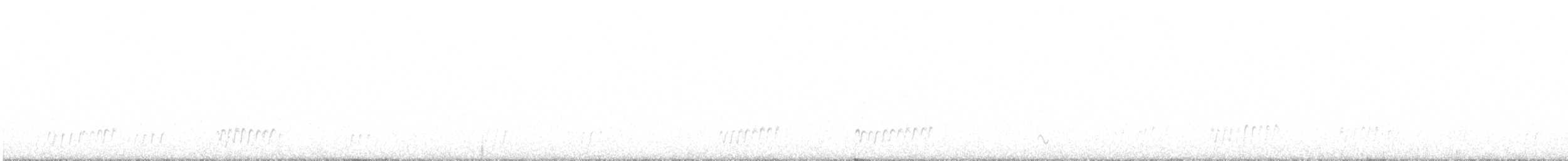 White-bellied Seedsnipe - ML584120461